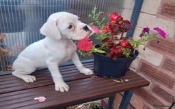 Boxer dogs for sale: KC Registered and ONLY 4 Left! See my 5* reviews - Image 19