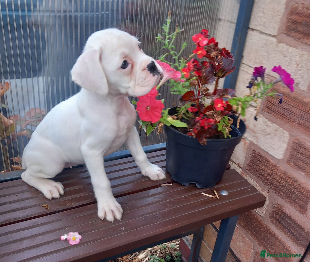Boxer dogs for sale: KC Registered and ONLY 4 Left! See my 5* reviews - Image 19