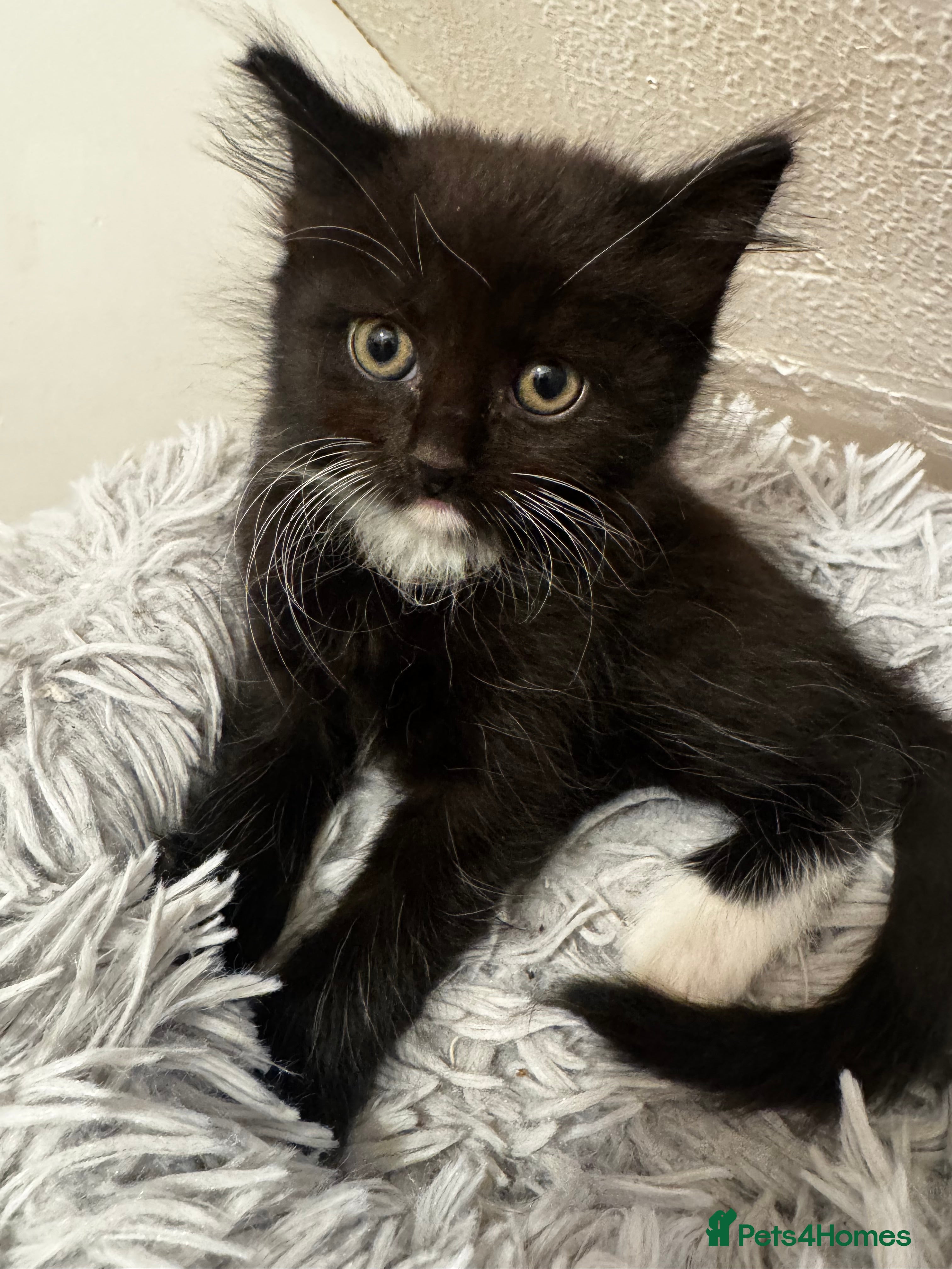 Mixed Breed cats Kittens 🐈🐈‍⬛ - Advert 14