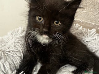 Mixed Breed cats Kittens 🐈🐈⬛ - Advert 14