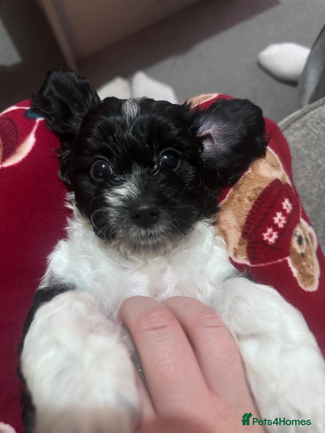 Mixed Breed dogs for sale: 3 LEFT - Cockapoo Cavapoo Puppies - READY TO GO - Advert 11