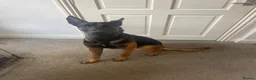 Belgian Shepherd Dog dogs for sale: Me zeus - Advert 3