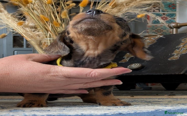 Miniature Dachshund dogs Miniature dachshund puppies  - Advert 16