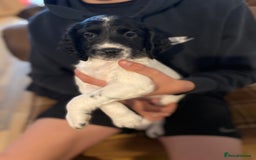 English Springer Spaniel dogs for sale: Springerspaniel puppies🐶 - Image 3