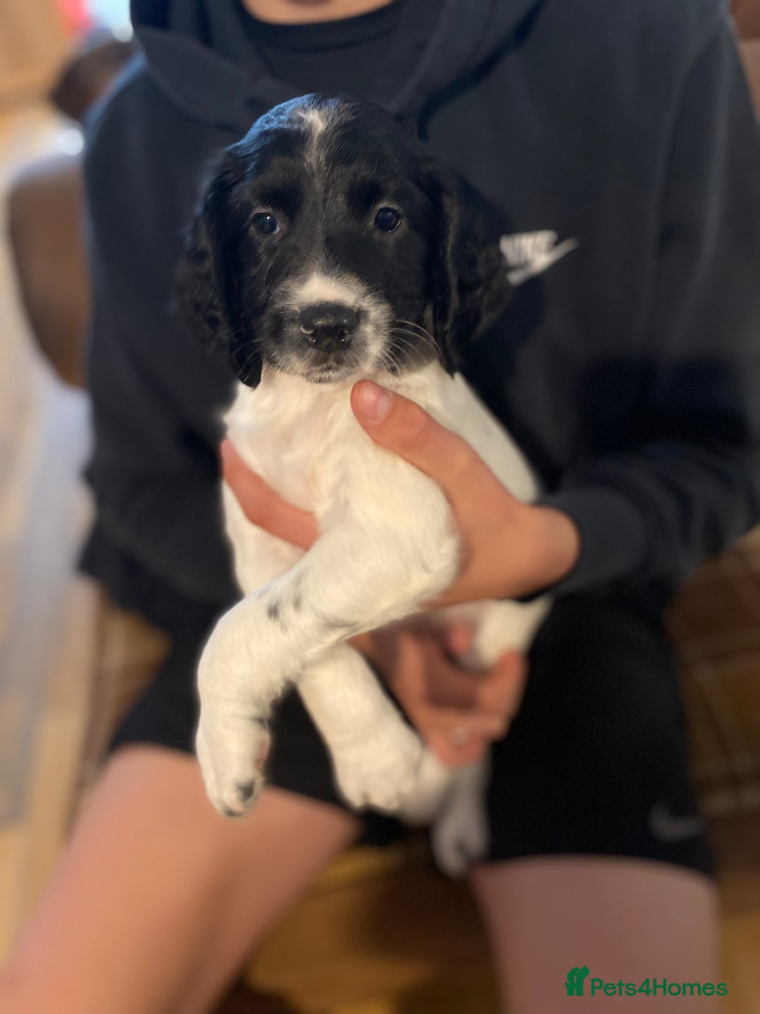 English Springer Spaniel dogs for sale: Springerspaniel puppies🐶 - Image 3