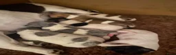 Jack Russell dogs for sale: Wonderful array of JRT pups - Advert 9