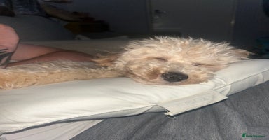 Toy Poodle dogs - Advert 15