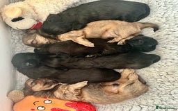 Shih Tzu dogs for sale: Beautiful Female Shih Tzu Puppy - ready 10/10 🖤 - Image 4