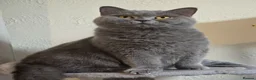 British Shorthair cats for sale: Beautiful Blue Active Queen – GCCF Registered - Advert 3