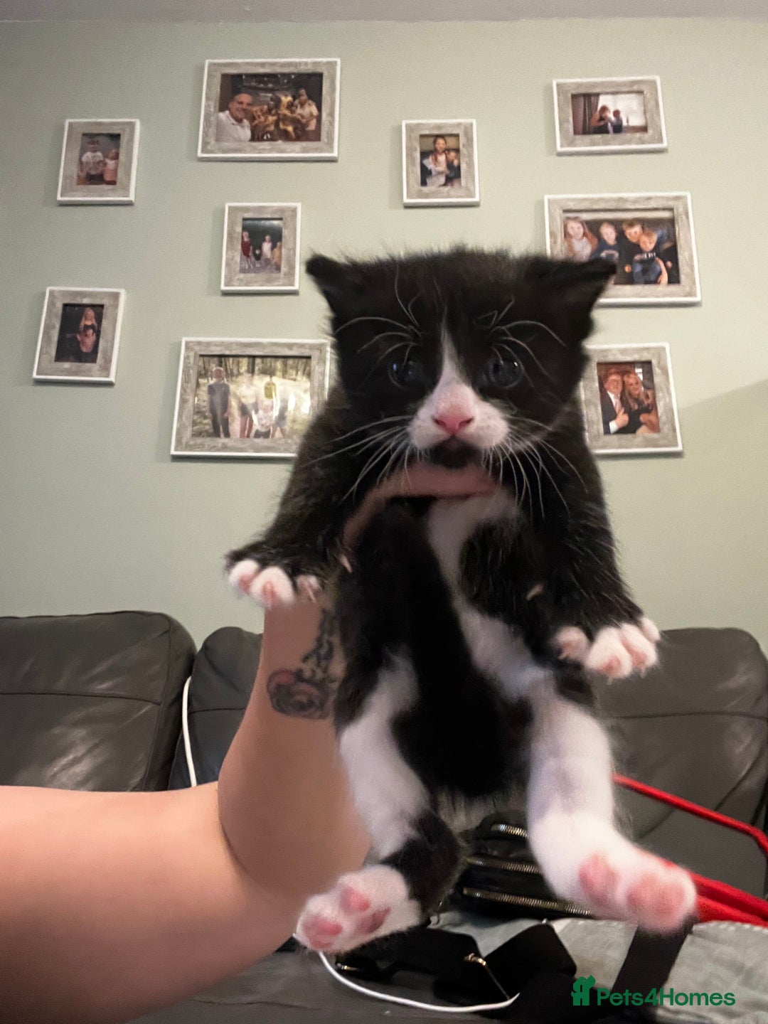 Mixed Breed cats for sale: Perfect Kittens  - Image 10