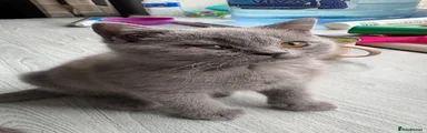 Blue British Shorthair Girl