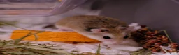 Hamster rodents for sale: Aurora - 100 Acre Hamster Rescue - Advert 2