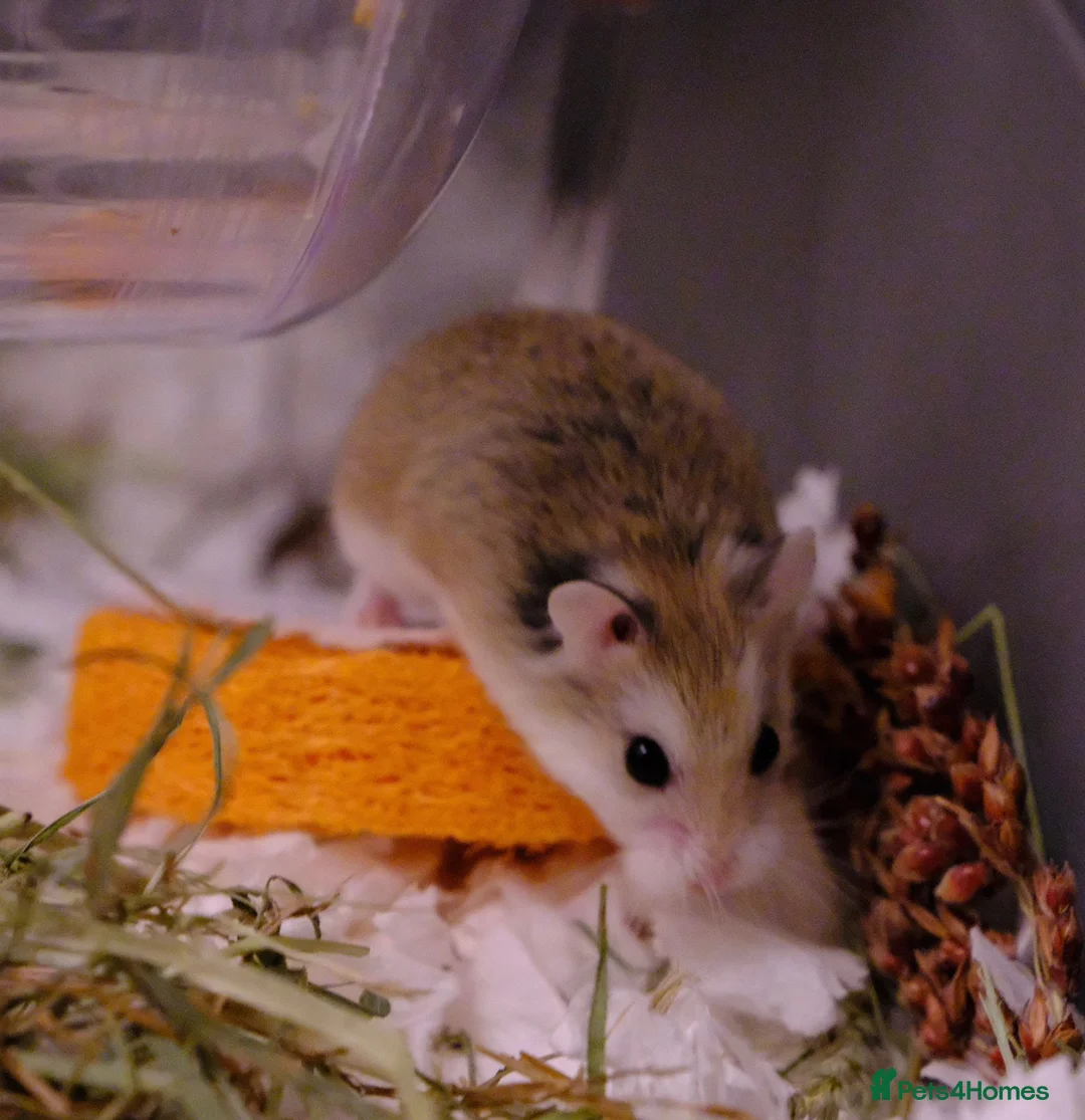 Hamster rodents for sale: Aurora - 100 Acre Hamster Rescue - Advert 2