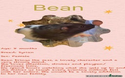 Hamster rodents for sale: Hamsters for adoption  - Image 8