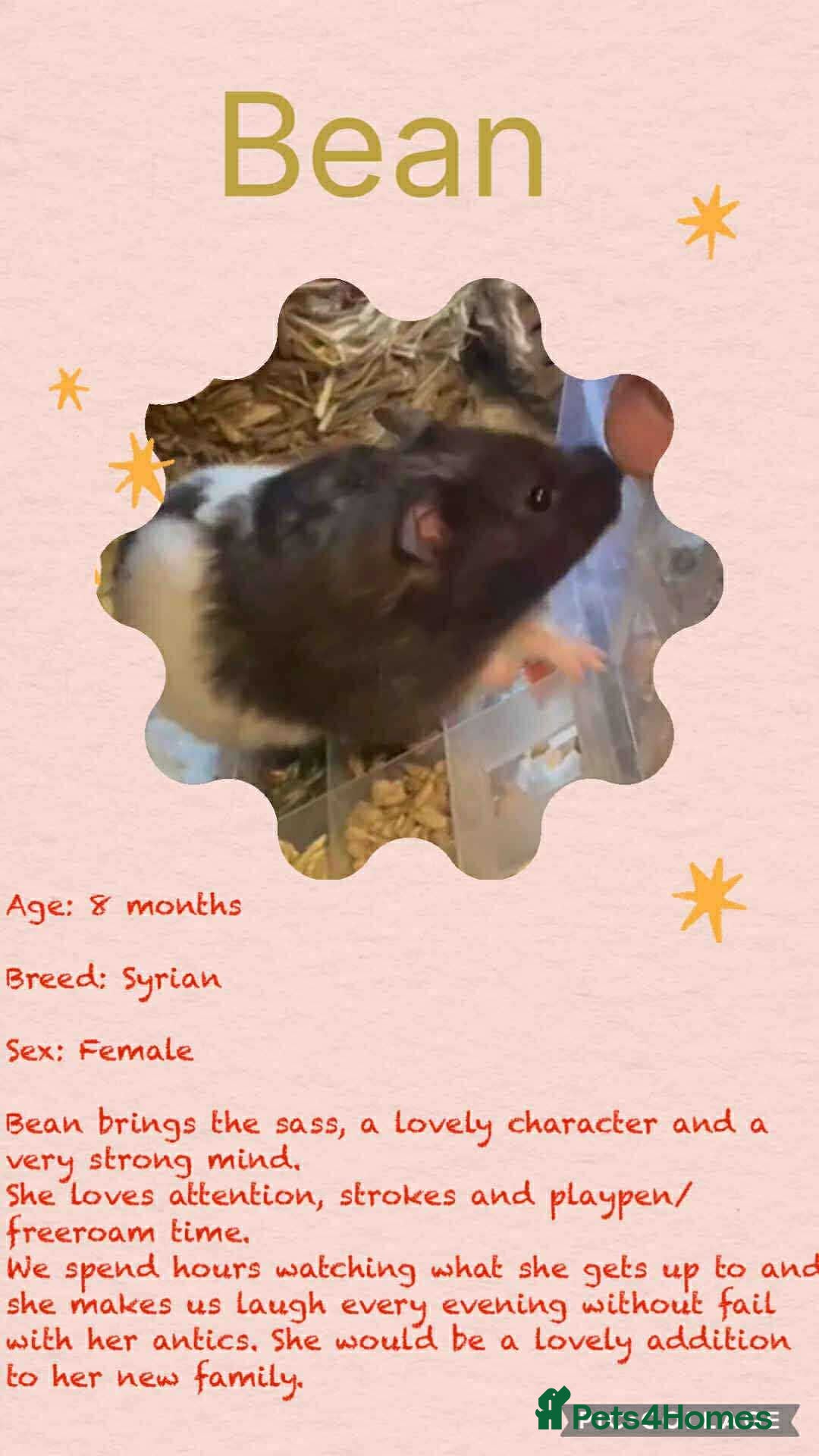 Hamster rodents for sale: Hamsters for adoption  - Image 8