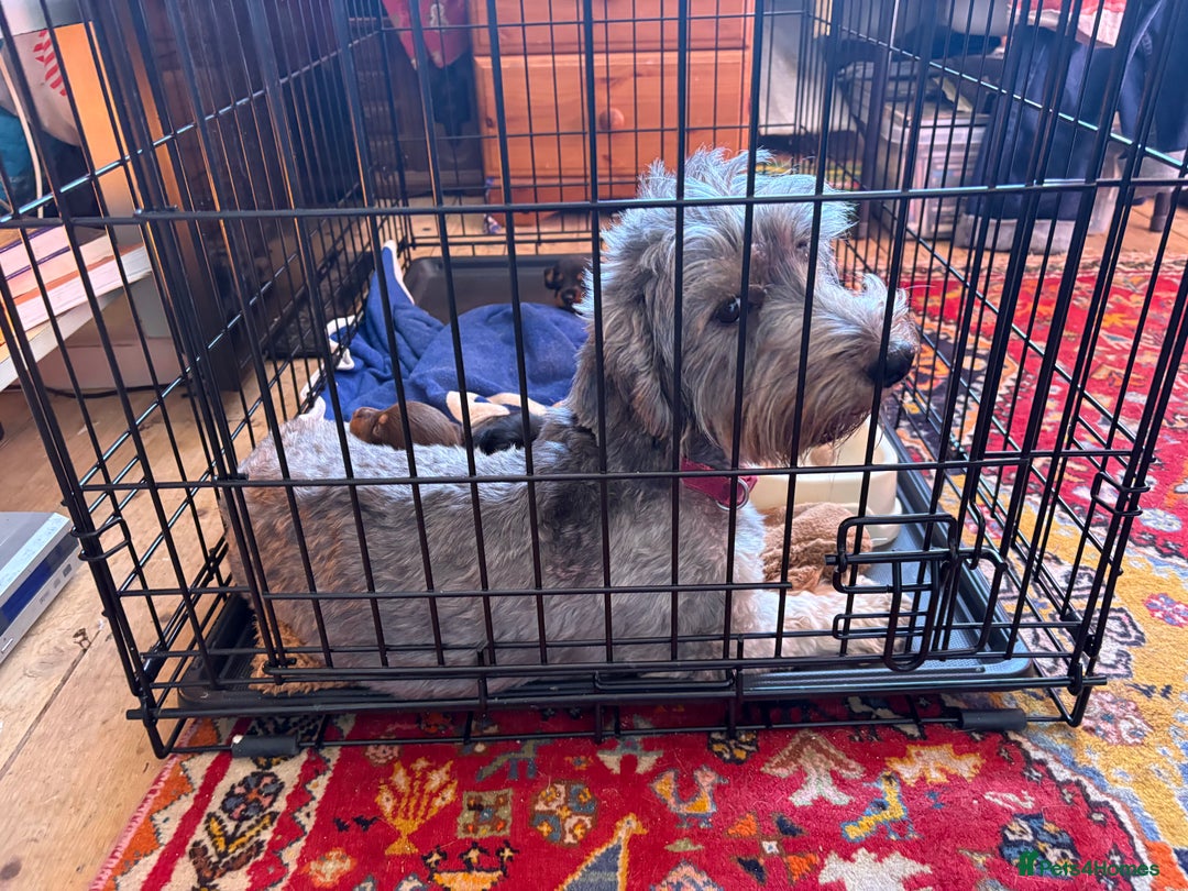 Mixed Breed dogs for sale: Dorkie puppies - Advert 25