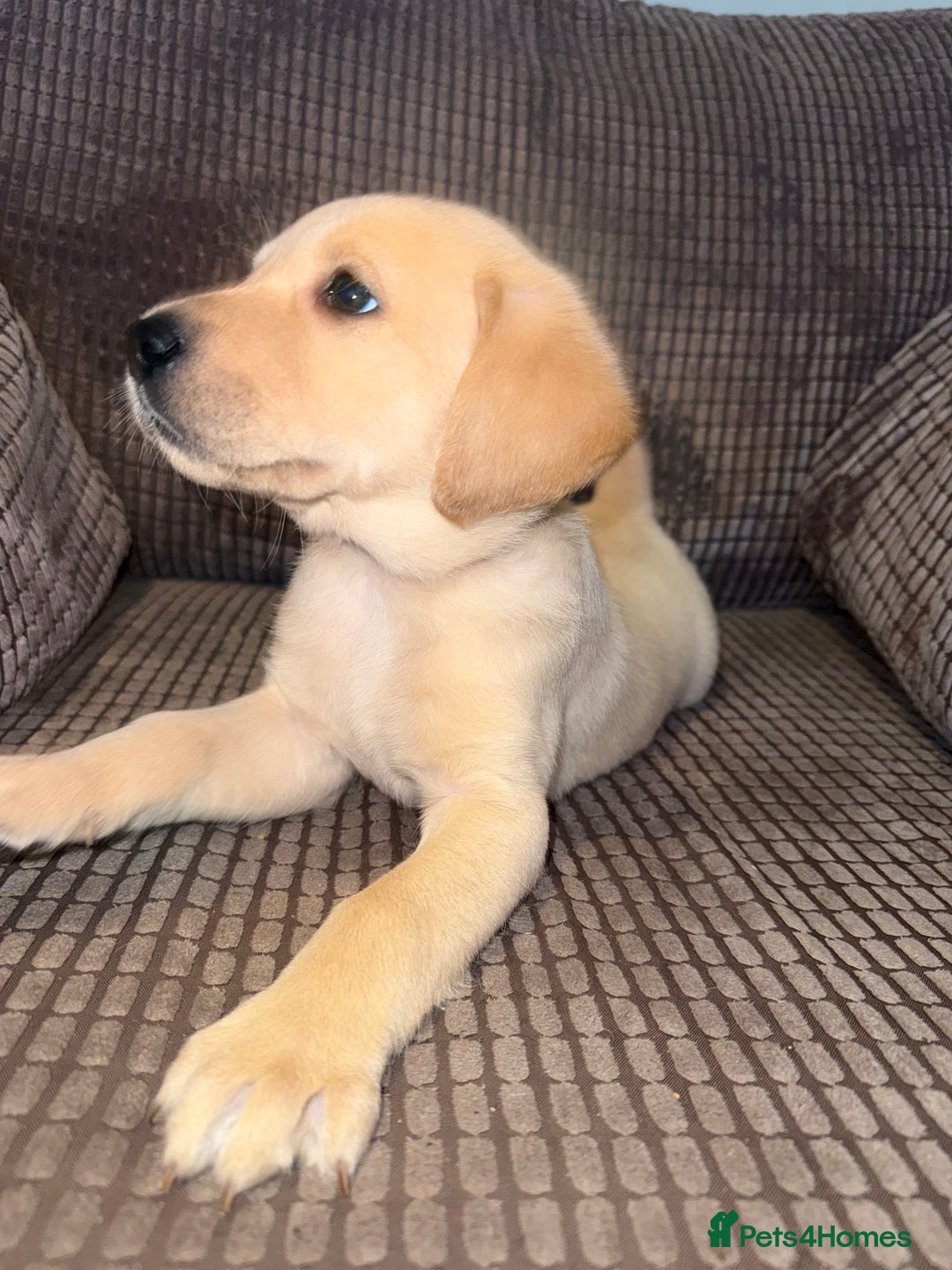 Labrador Retriever dogs for sale: 9 Adorable Labrador Puppies! 2 Pups remaining!  - Advert 14