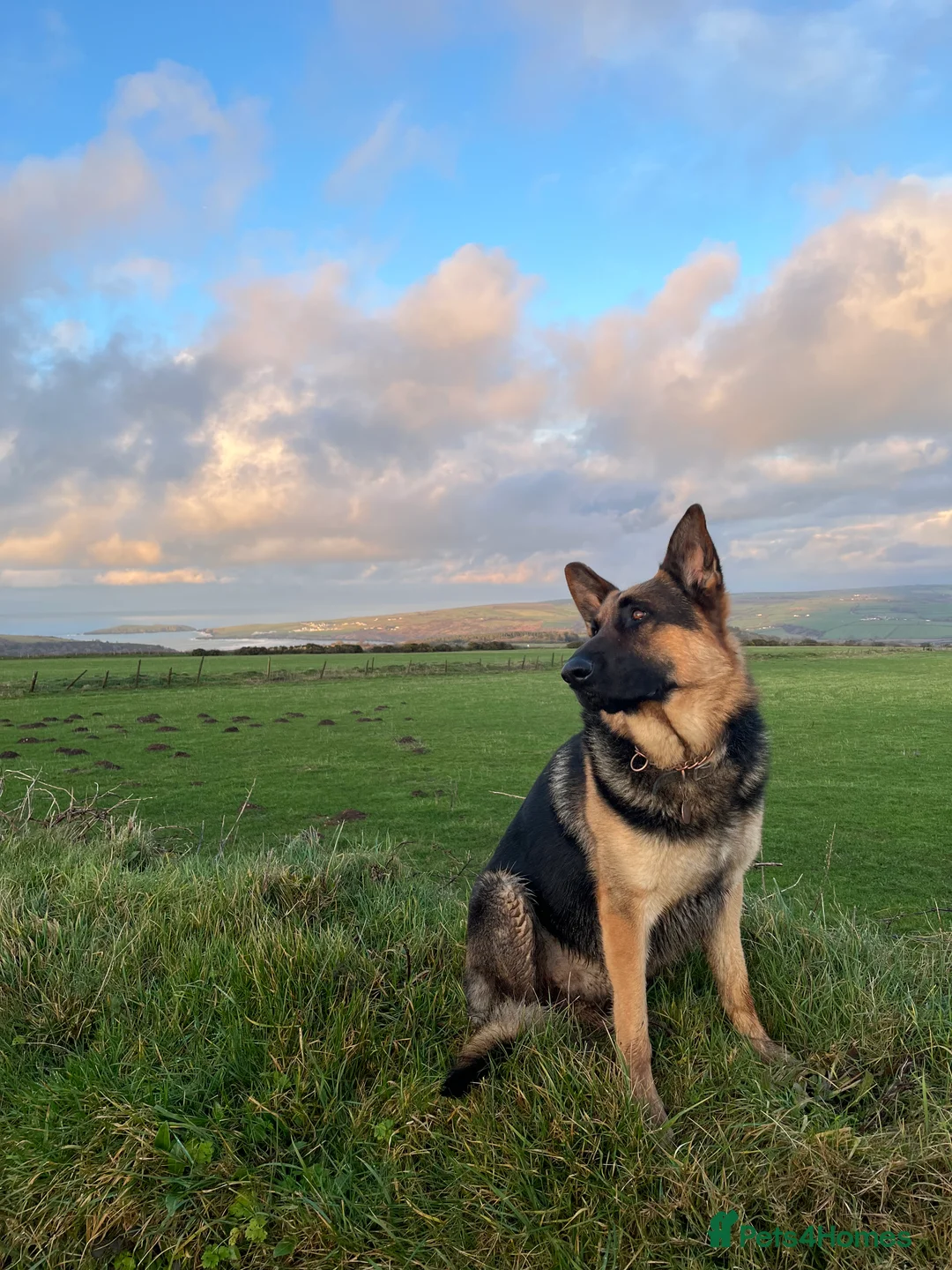 German Shepherd dogs for stud: KC Reg German Shepherd Proven Stud in Welshpool - Advert 4