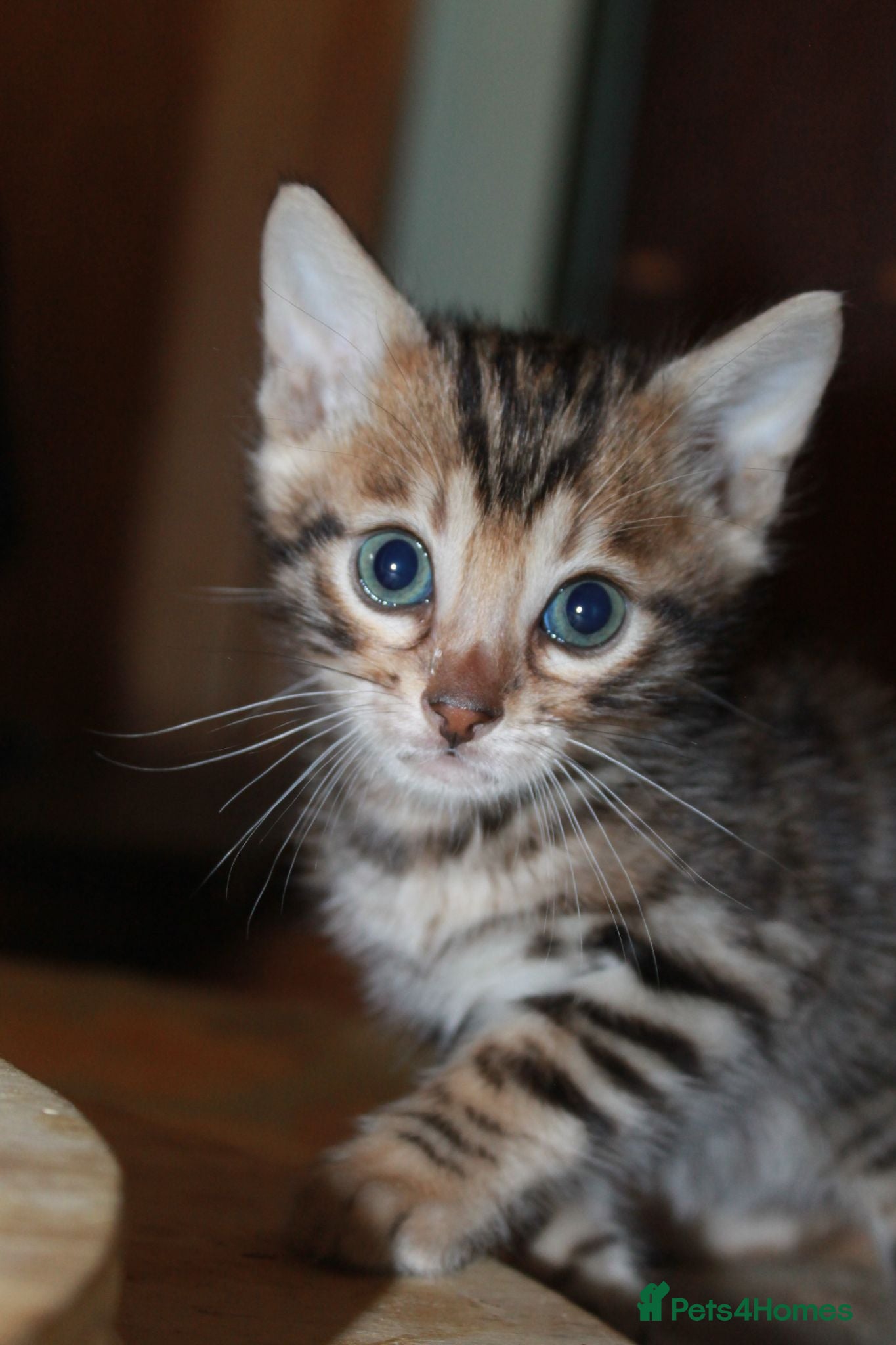 Bengal cats Last Boy Left! Brown Rosette Bengal Kitten! - Advert 1