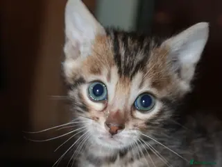 Bengal cats for sale: Last Boy Left! Brown Rosette Bengal Kitten! - Advert 1