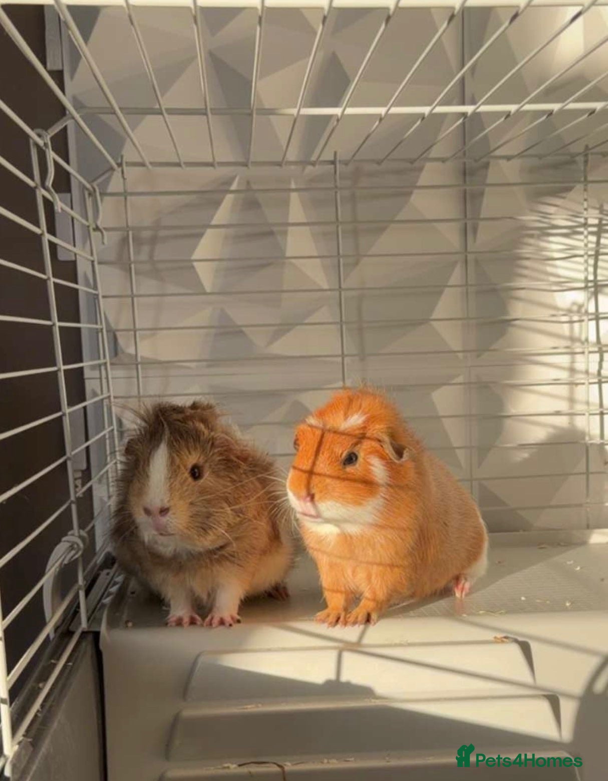 Guinea Pig rodents 2 beautiful male guinea pigs for sale  - Advert 1