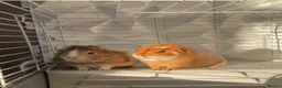 Guinea Pig rodents for sale: 2 beautiful male guinea pigs for sale  - Advert 1