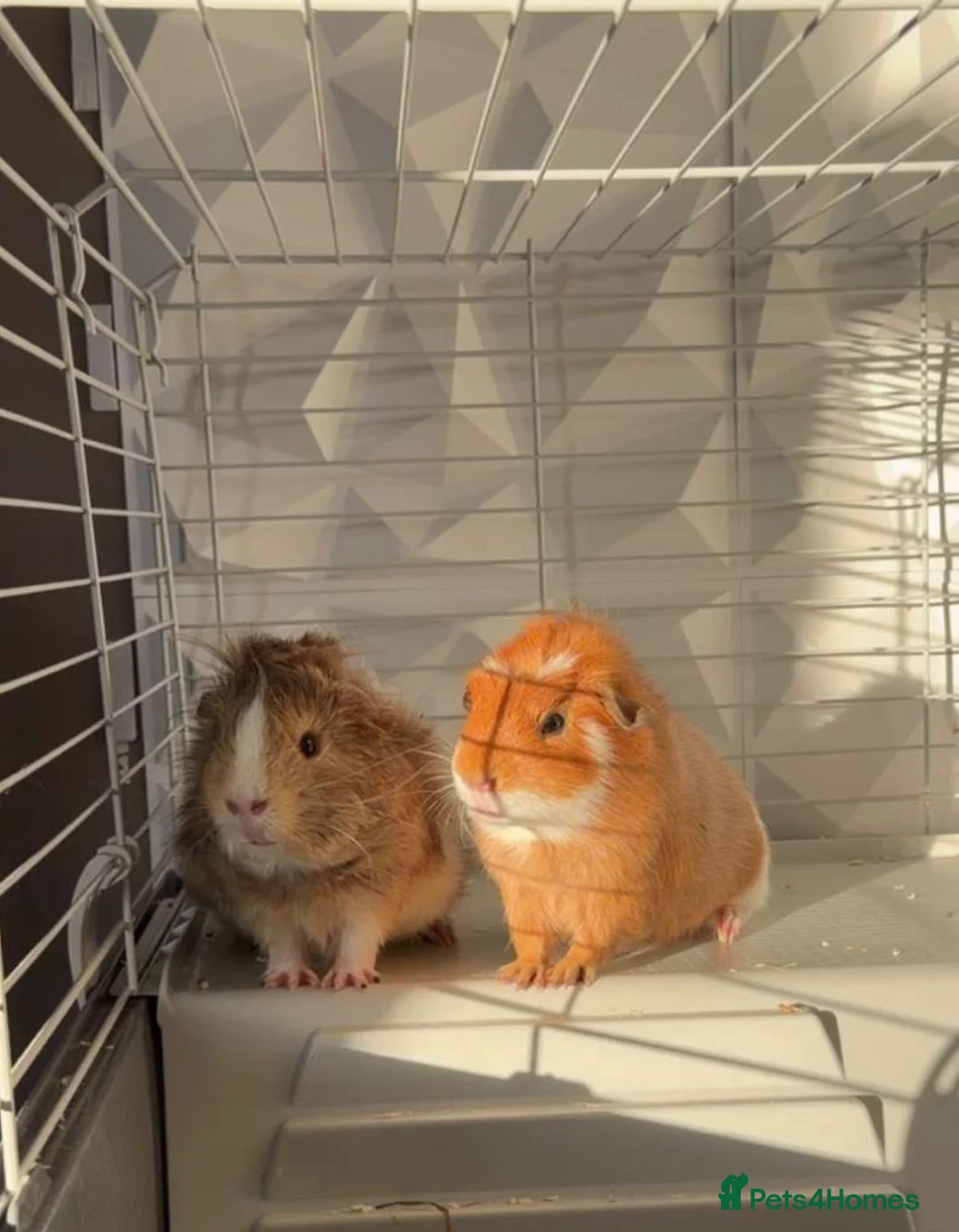 Guinea Pig rodents for sale: 2 beautiful male guinea pigs for sale  - Advert 1