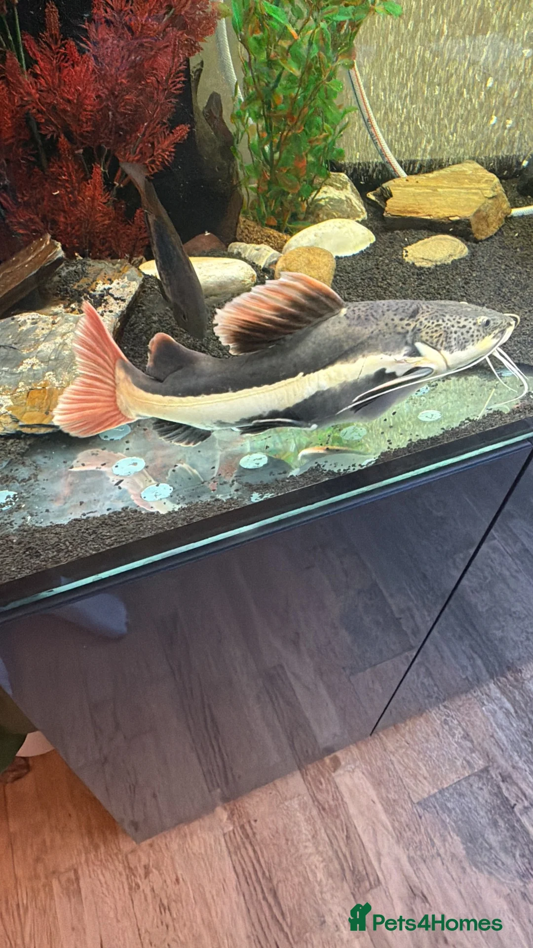 Catfish fish for sale: Red tail cat fish  in Addlestone - Advert 3