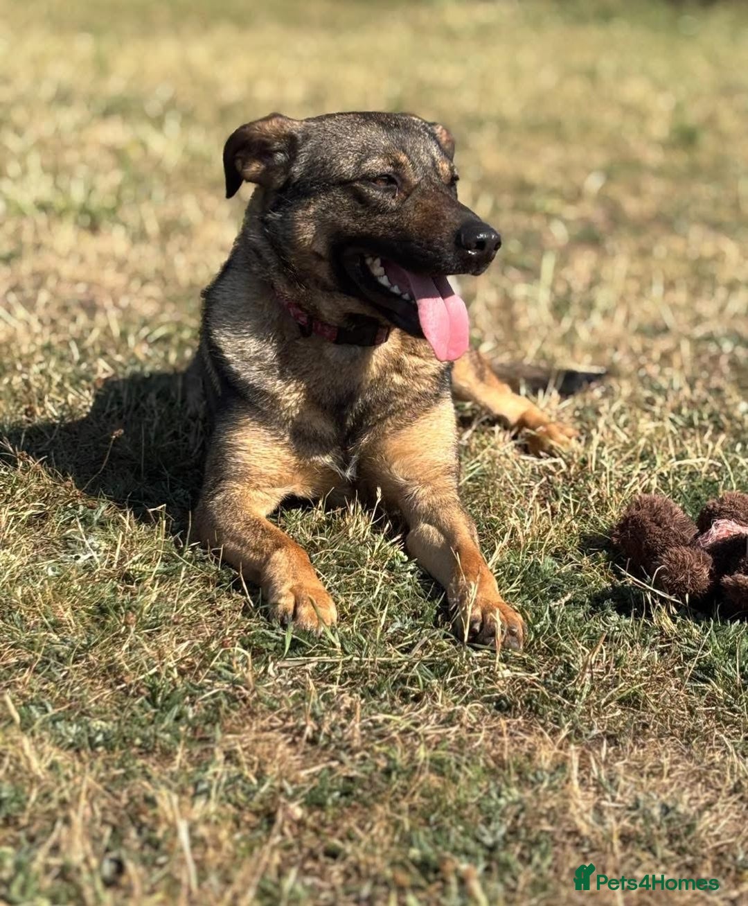 Mixed Breed dogs for adoption: Luna was stood up.... in Kidderminster - Advert 26
