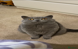 British Shorthair cats for sale: British shorthair 1 Girl - Image 4