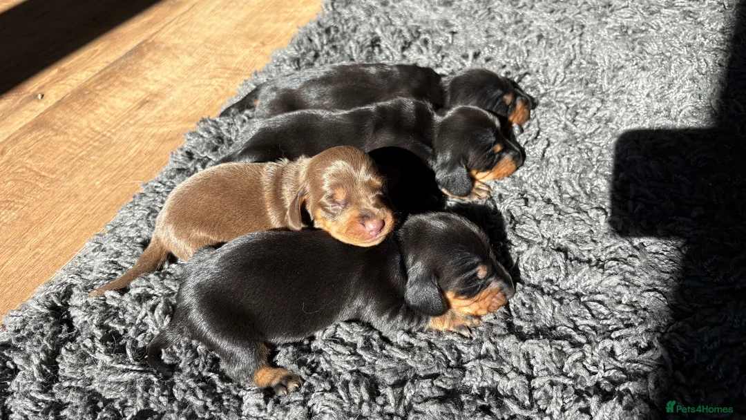Miniature Dachshund dogs for sale: Miniature dachshunds - Advert 1