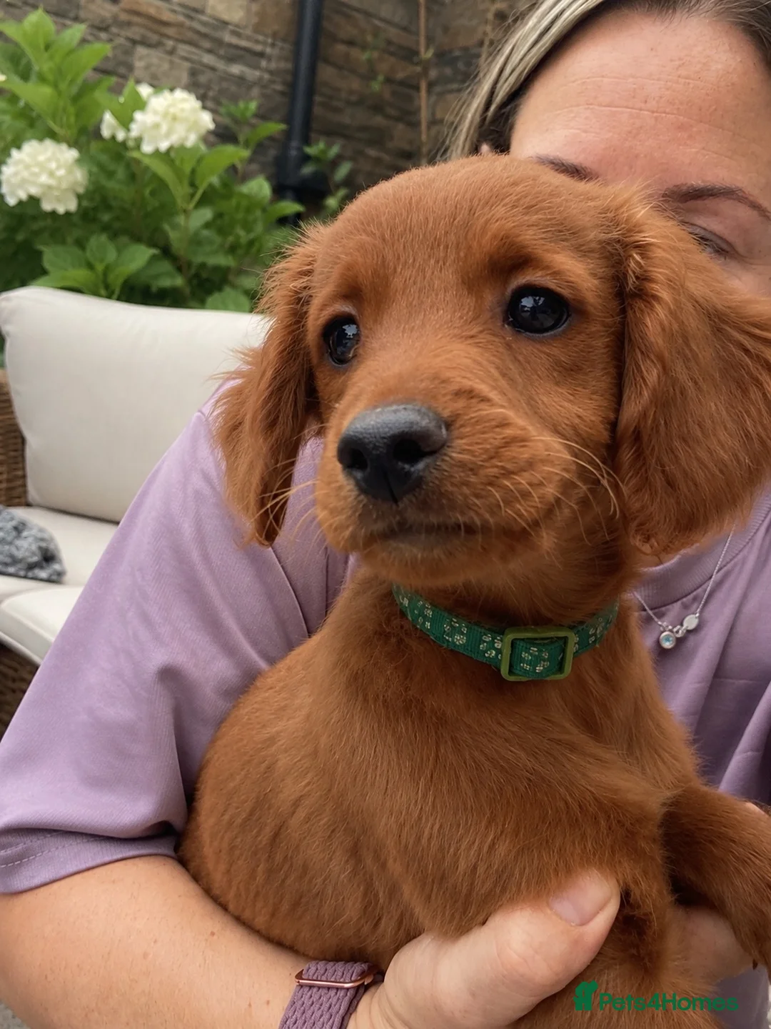 Goldendoodle dogs for sale: Golden Doodles (miniatures) - Advert 2