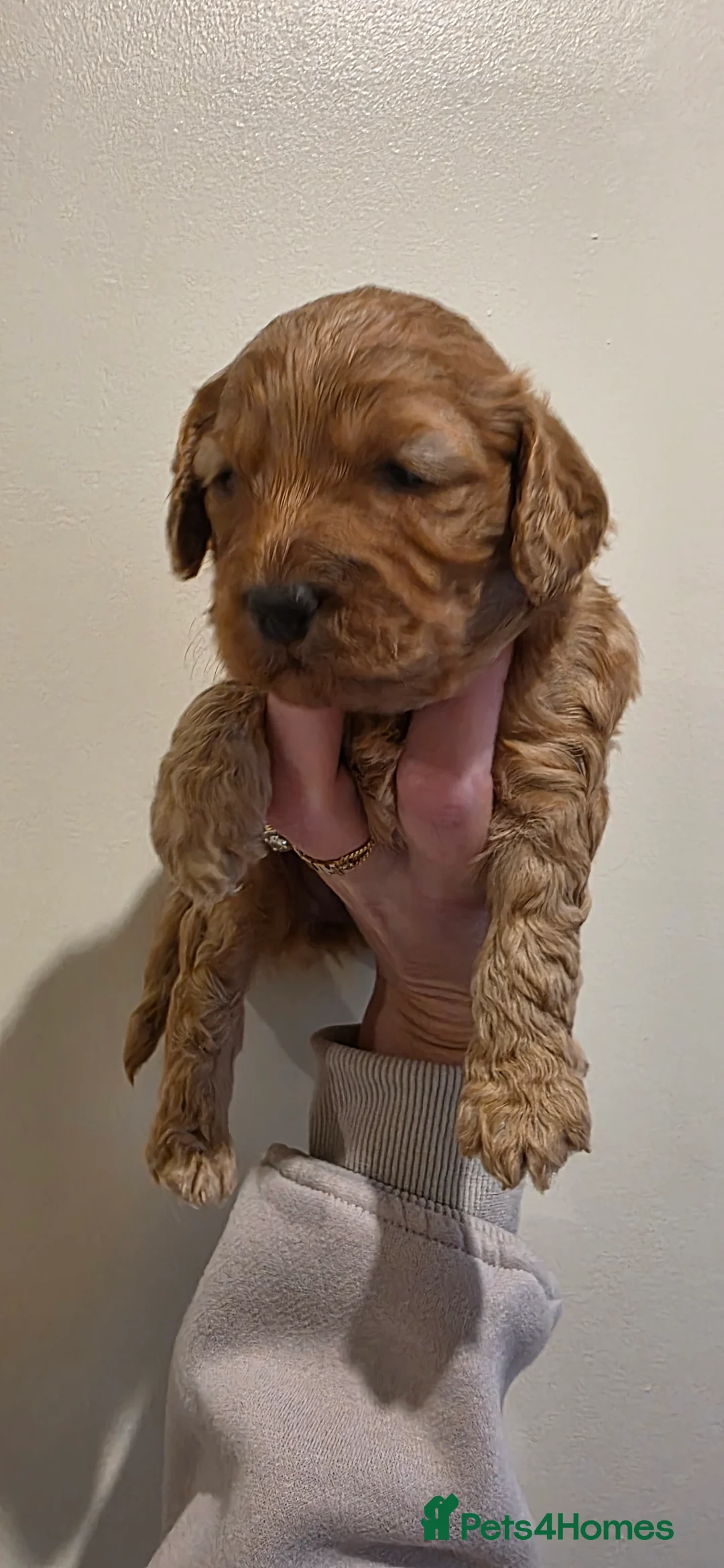 Cockapoo dogs for sale: RESERVED Gorgous F1 Cockerpoo's Puppies - Advert 12