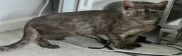 British Shorthair cats for sale: 3 gorgeous Kittens born to a BSH mother  - Advert 15