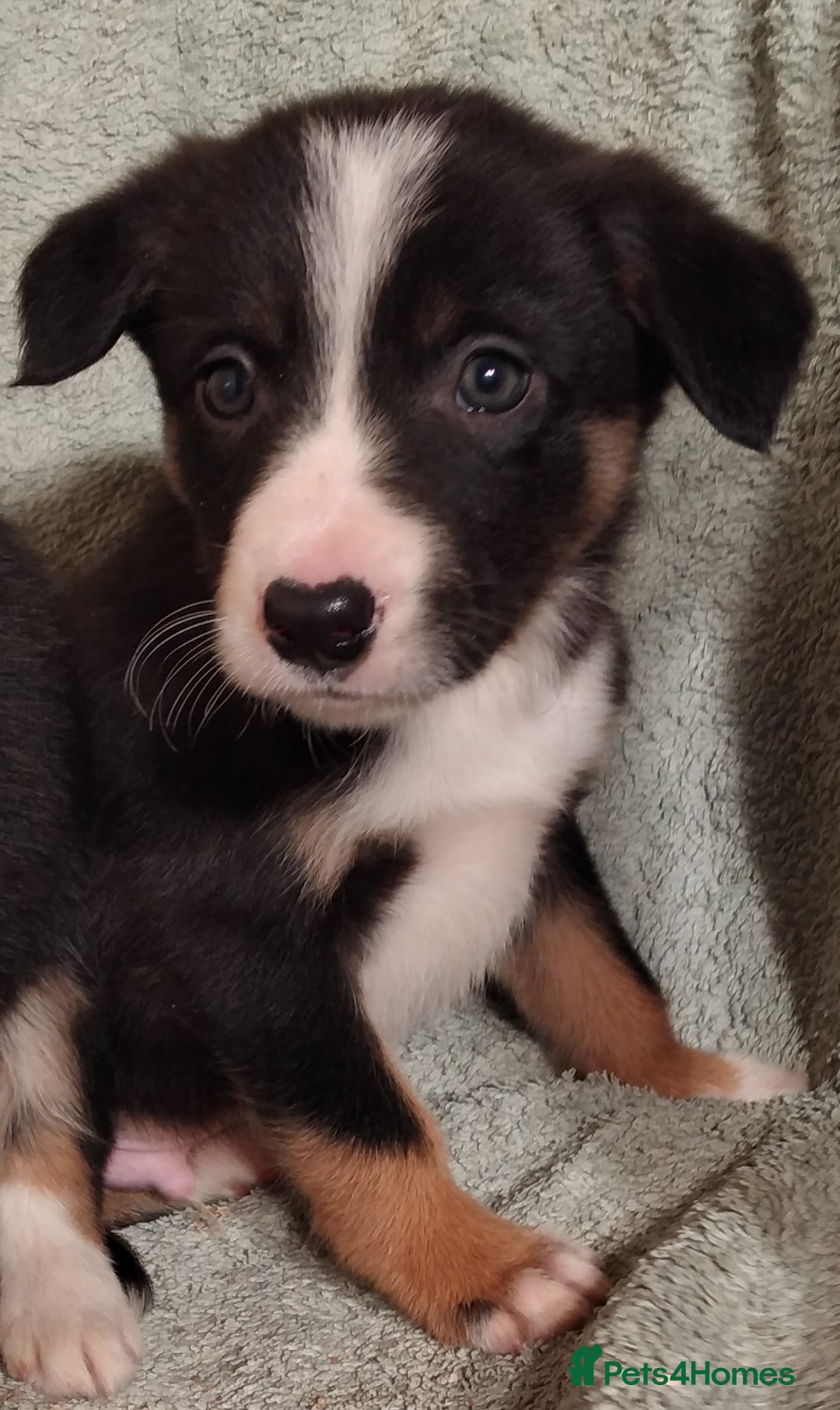 Border Collie dogs for sale: Cheekey Chaps! - Advert 5