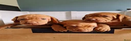 Hungarian Vizsla dogs for sale: Stunning Hungarian Vizsla Puppies - 4 Girls. - Advert 2