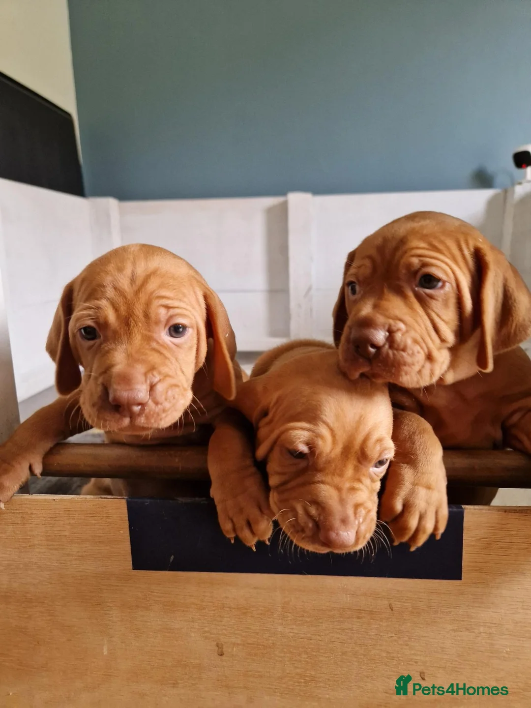 Hungarian Vizsla dogs for sale: Stunning Hungarian Vizsla Puppies - 4 Girls. - Advert 2
