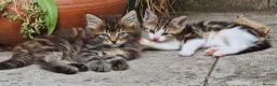 Mixed Breed cats for sale: Two gorgeous kittens looking for homes in Frome - Advert 1