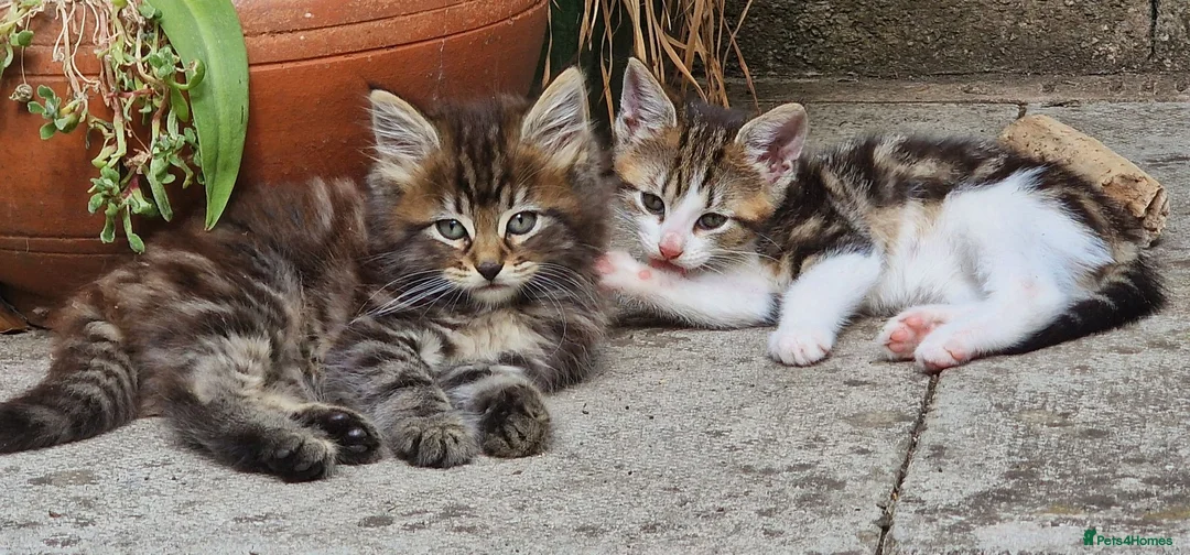 Mixed Breed cats for sale: Two gorgeous kittens looking for homes in Frome - Advert 1