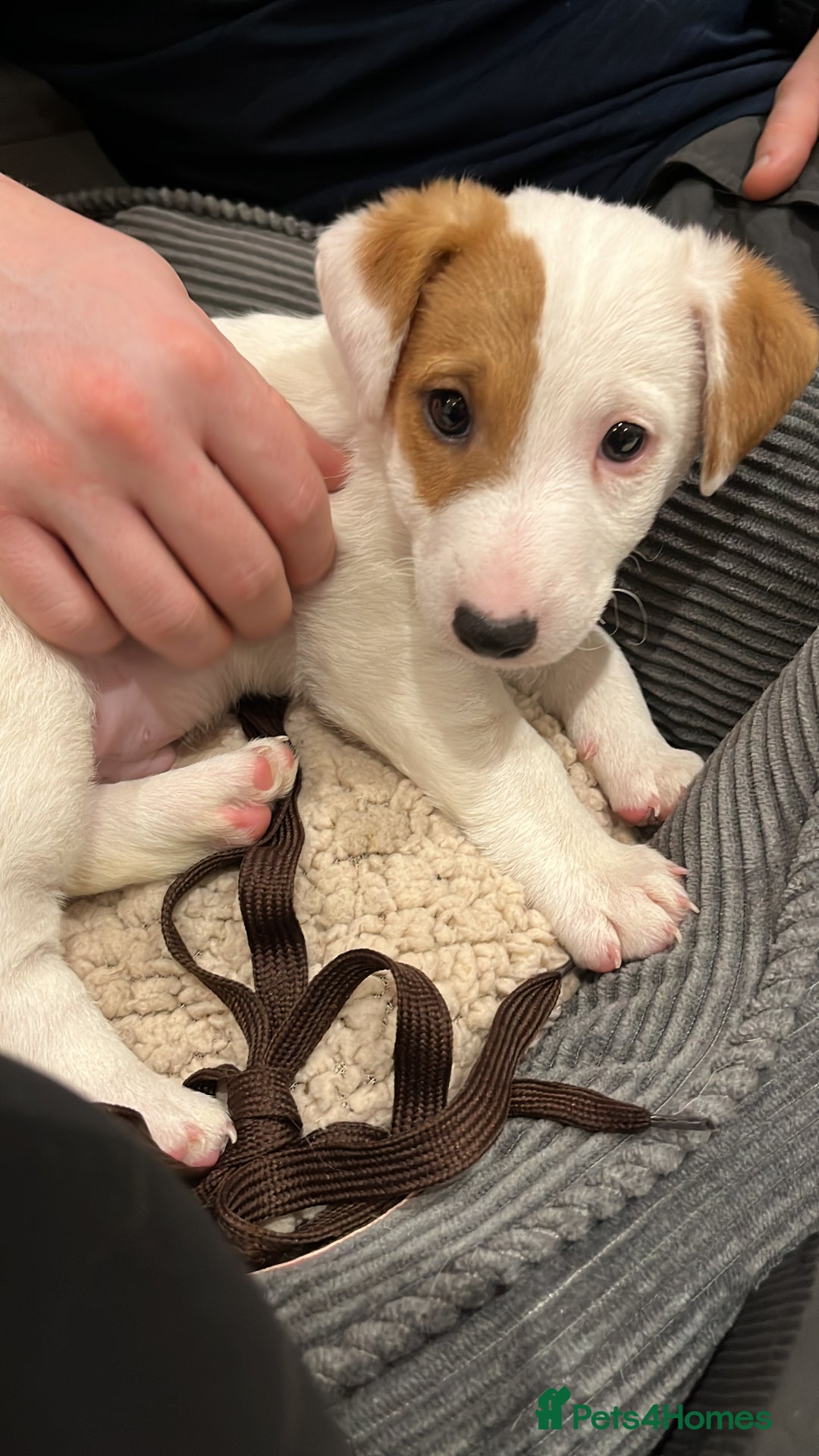 Jack Russell dogs for stud: Beautiful Jack Russell for Stud  - Image 32