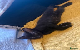 Mixed Breed cats for sale: Last 2 beautiful black marked kittens READY NOW - Image 5