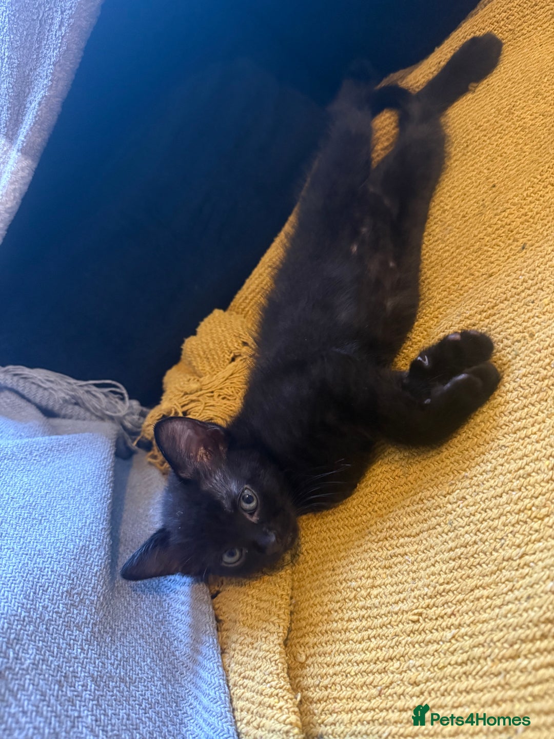 Mixed Breed cats for sale: Last 2 beautiful black marked kittens READY NOW - Image 5