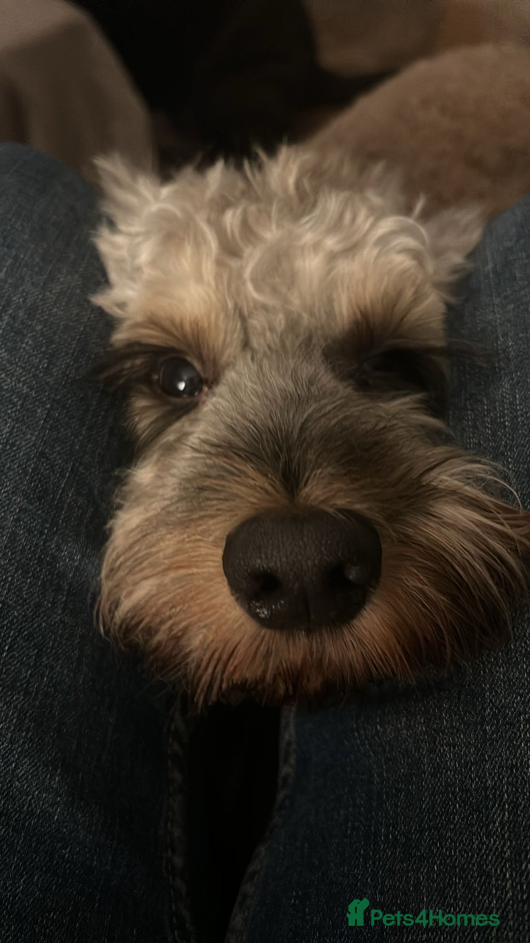 Cockapoo dogs for sale: Young cockapoo available - Advert 3