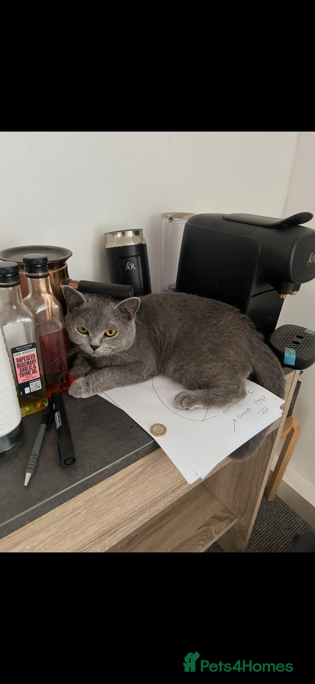 British Shorthair cats for sale: This is whiskers  - Advert 5