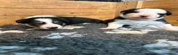 Border Collie dogs for sale: Well brought up border collie puppies  - Advert 16