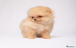 Pomeranian dogs for sale: True to type Pomeranian Puppies  - Image 5