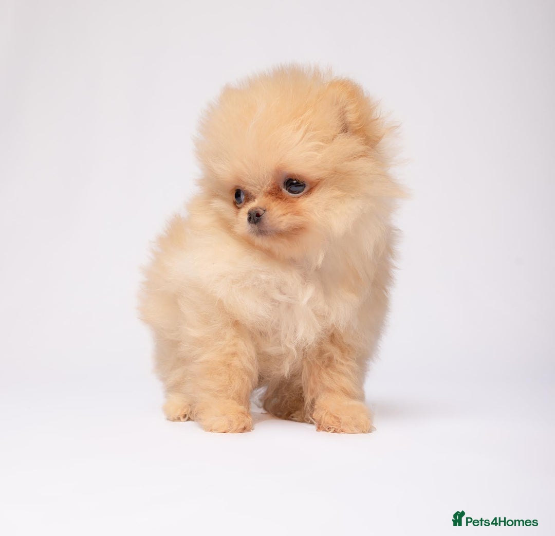 Pomeranian dogs for sale: True to type Pomeranian Puppies  - Image 5