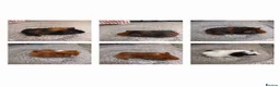 Guinea Pig rodents for sale: Baby guineapigs for sale - Advert 1