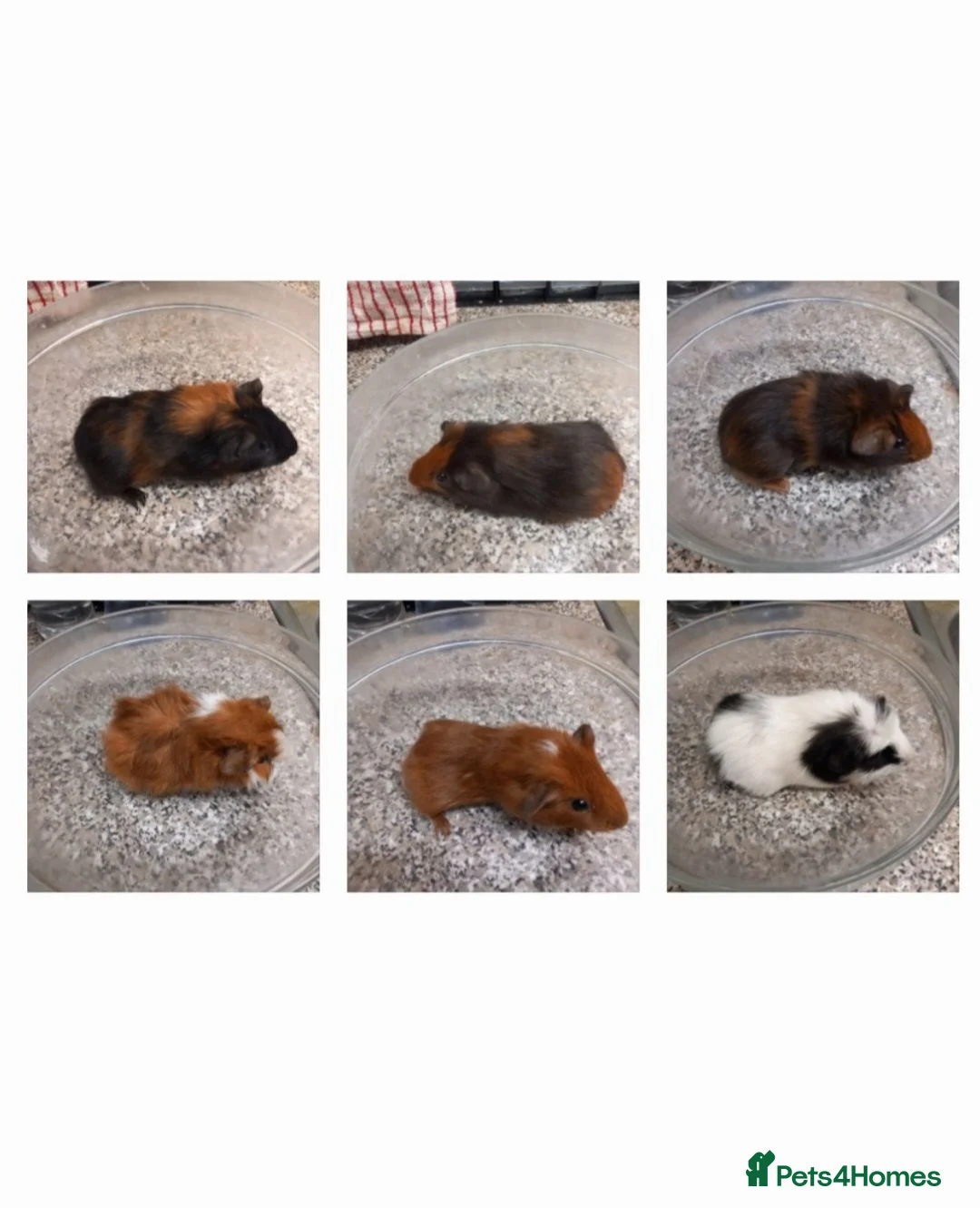 Guinea Pig rodents for sale: Baby guineapigs for sale - Advert 1