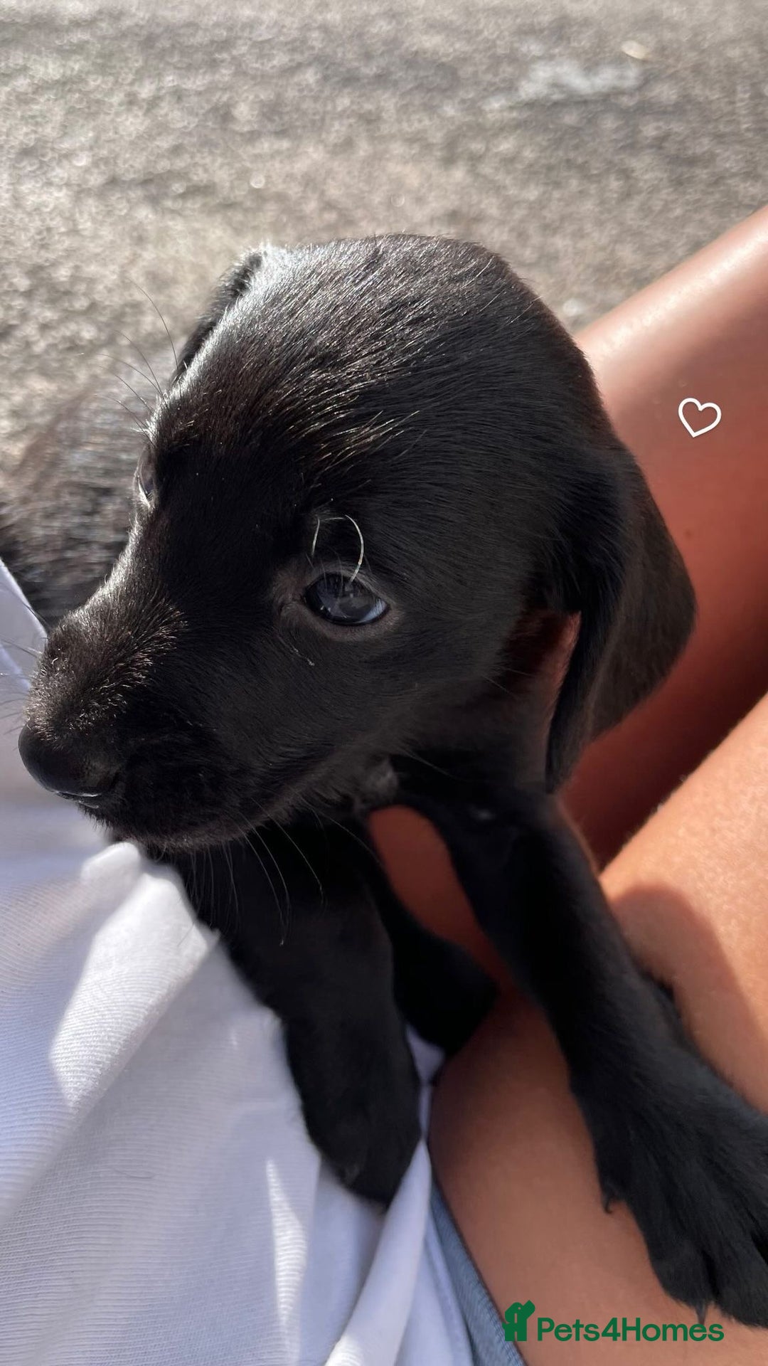 Mixed Breed dogs for sale:  Bedlington, spaniel hybrid  - Image 4